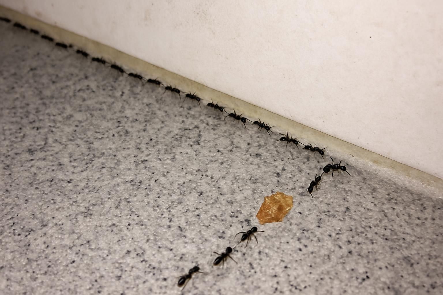 Ants on a kitchen counter